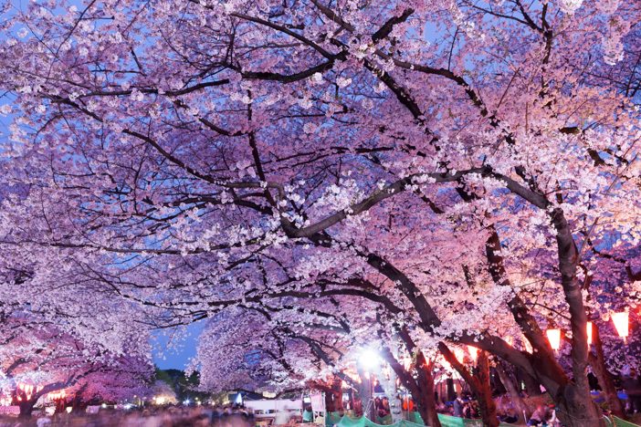 Tradiciones y festividades en Japón