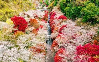 「Hanami」y「Kouyou」: LA APRECIACIÓN DE LA NATURALEZA