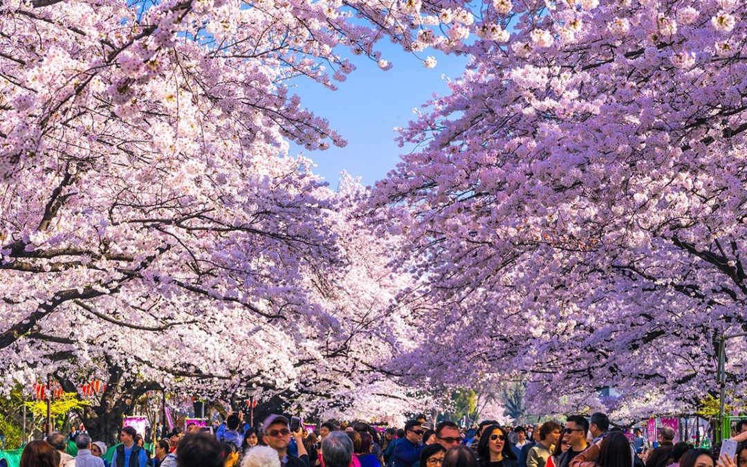 El hanami y la cultura del sakura en Japón