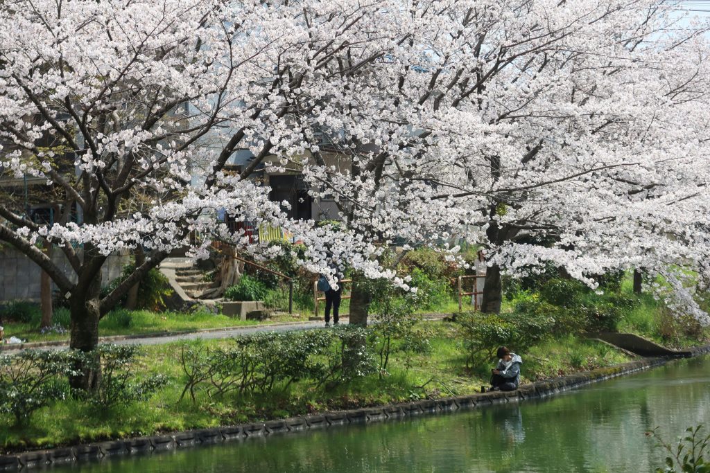 cerezos
estaciones en japón
